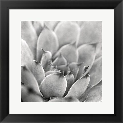 Framed Garden Succulent I Print