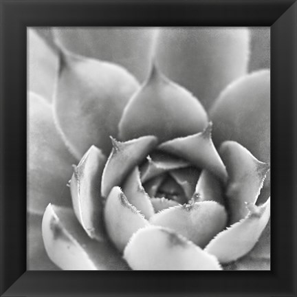 Framed Garden Succulent III Print