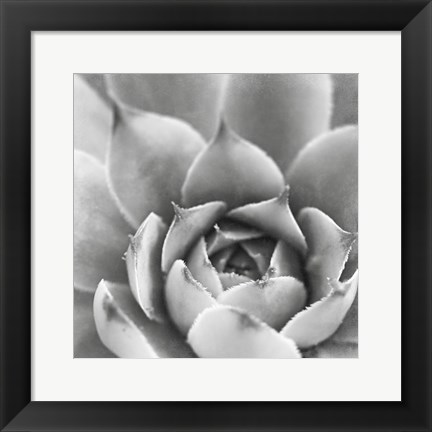 Framed Garden Succulent III Print