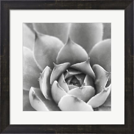 Framed Garden Succulent III Print