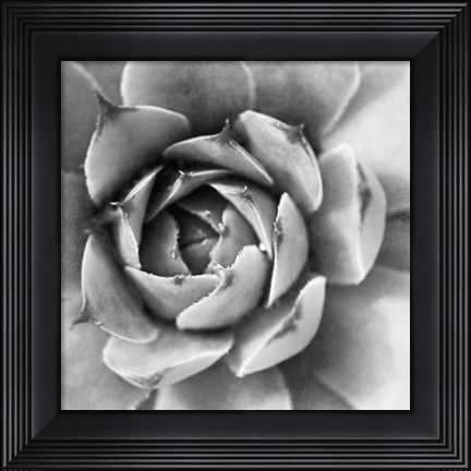 Framed Garden Succulent II Print