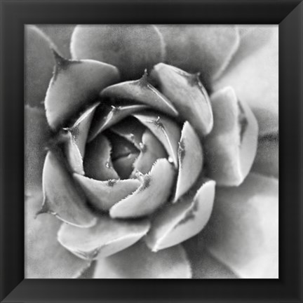 Framed Garden Succulent II Print