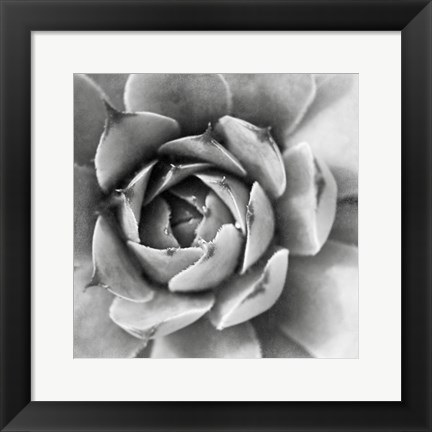 Framed Garden Succulent II Print