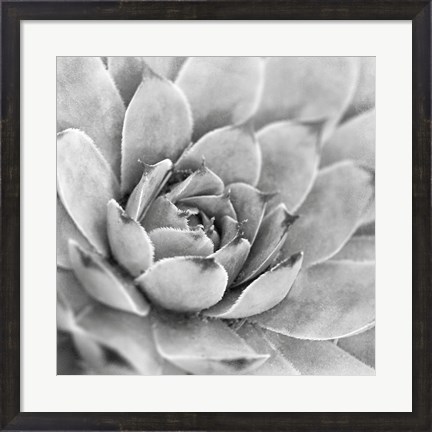 Framed Garden Succulent IV Print