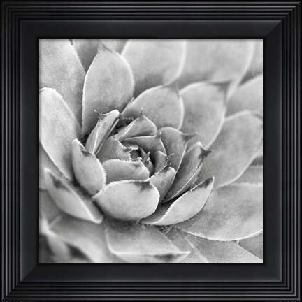 Framed Garden Succulent IV Print