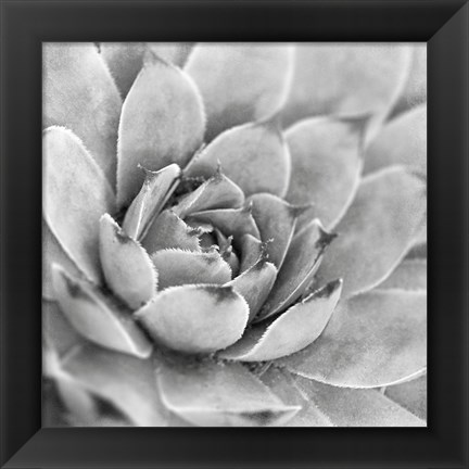 Framed Garden Succulent IV Print