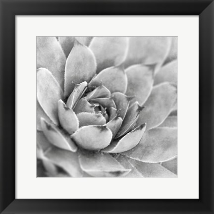 Framed Garden Succulent IV Print