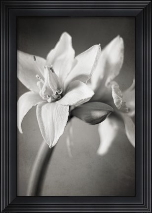 Framed White Amaryllis I Print