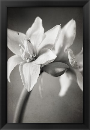 Framed White Amaryllis I Print