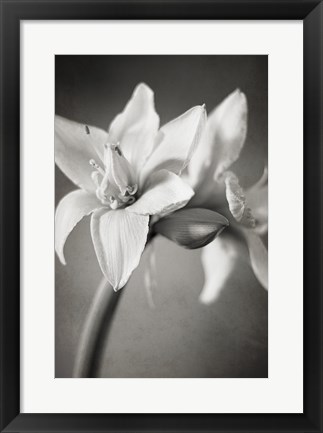 Framed White Amaryllis I Print