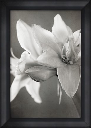 Framed White Amaryllis II Print