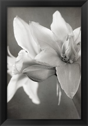 Framed White Amaryllis II Print