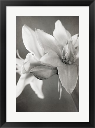 Framed White Amaryllis II Print