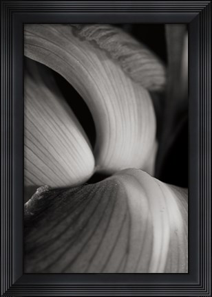 Framed Iris Abstract II Print