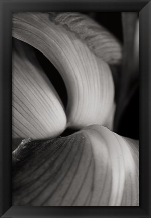 Framed Iris Abstract II Print