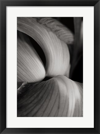 Framed Iris Abstract II Print