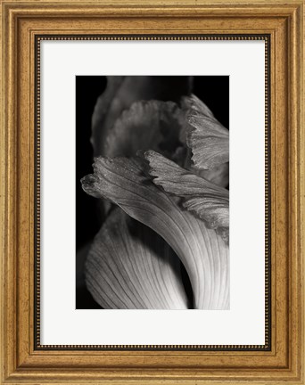 Framed Iris Abstract I Print