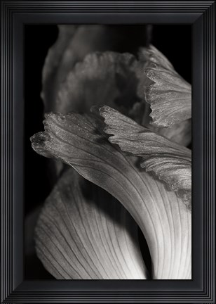 Framed Iris Abstract I Print