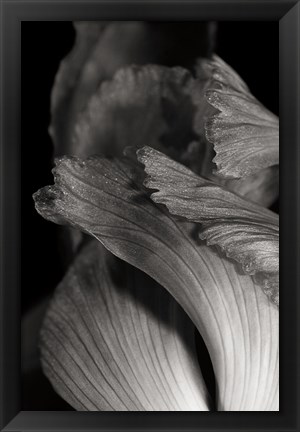 Framed Iris Abstract I Print