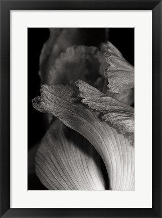 Framed Iris Abstract I Print