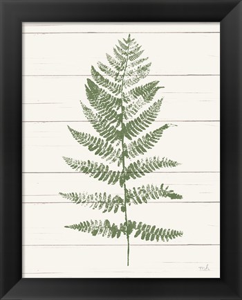 Framed Fern Print II Crop Print