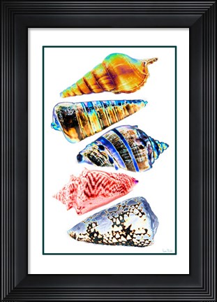 Framed Seashell Collection II Print