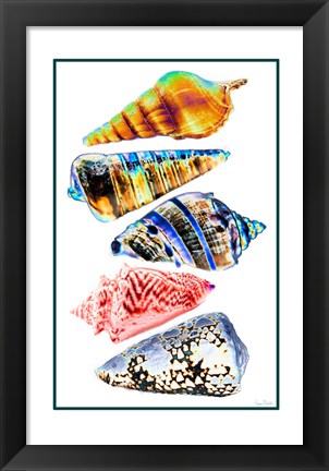 Framed Seashell Collection II Print