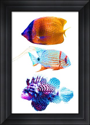 Framed Fish Trio Print