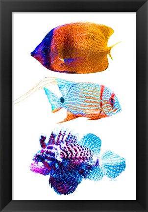 Framed Fish Trio Print