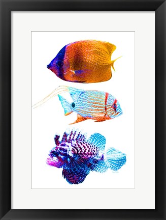 Framed Fish Trio Print