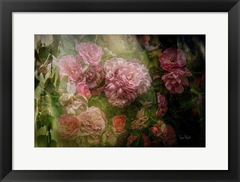 Framed Evening Light on Roses I Print