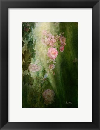 Framed Evening Light on Roses II Print