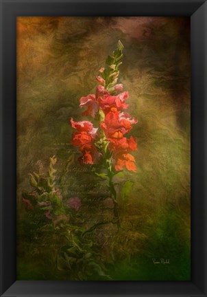 Framed Snapdragon Twilight II Print