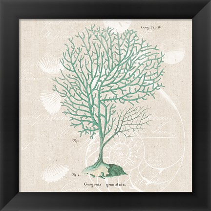 Framed Gorgonia Granulata on Linen Sea Foam Sq Print