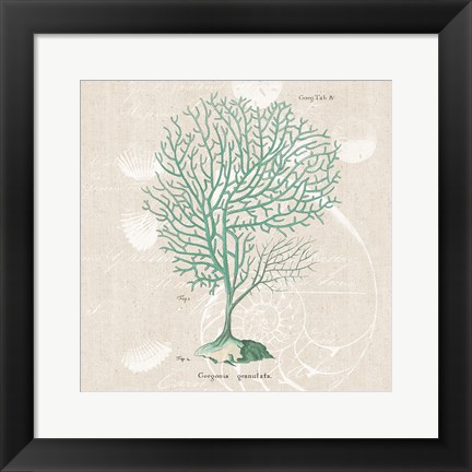 Framed Gorgonia Granulata on Linen Sea Foam Sq Print