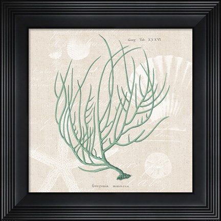 Framed Gorgonia Miniacea on Linen Sea Foam Sq Print
