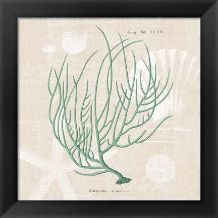 Framed Gorgonia Miniacea on Linen Sea Foam Sq Print