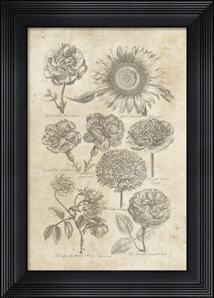 Framed Eden Antique Bookplate II Print