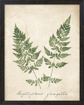 Framed Vintage Ferns VII no Border Print