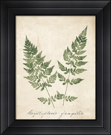 Framed Vintage Ferns VII no Border Print