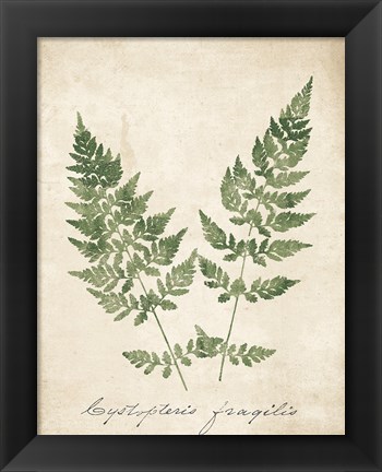 Framed Vintage Ferns VII no Border Print