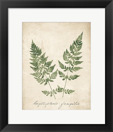 Framed Vintage Ferns VII no Border Print