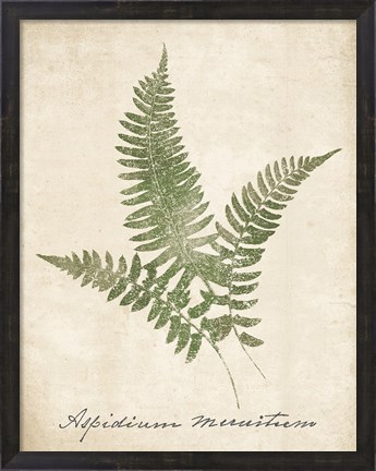 Framed Vintage Ferns X no Border Print