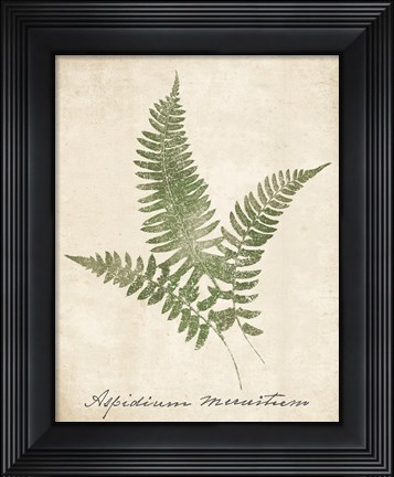 Framed Vintage Ferns X no Border Print