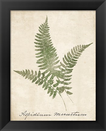 Framed Vintage Ferns X no Border Print