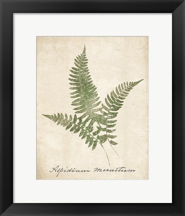 Framed Vintage Ferns X no Border Print