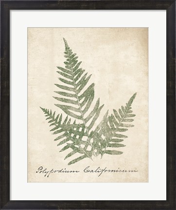 Framed Vintage Ferns XI no Border Print