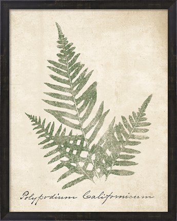 Framed Vintage Ferns XI no Border Print