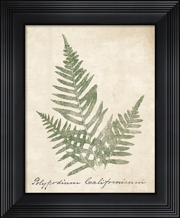 Framed Vintage Ferns XI no Border Print
