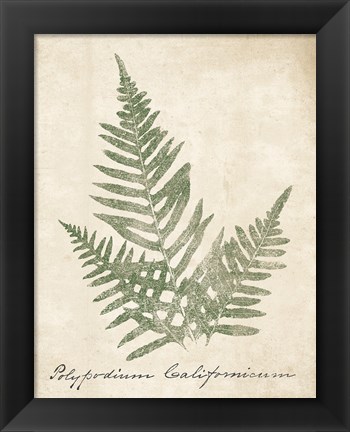 Framed Vintage Ferns XI no Border Print